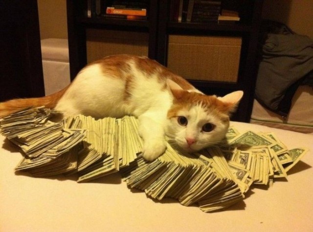Котовторник стартует