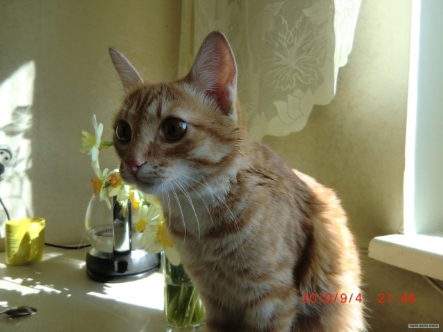 Начинаем котовторник!