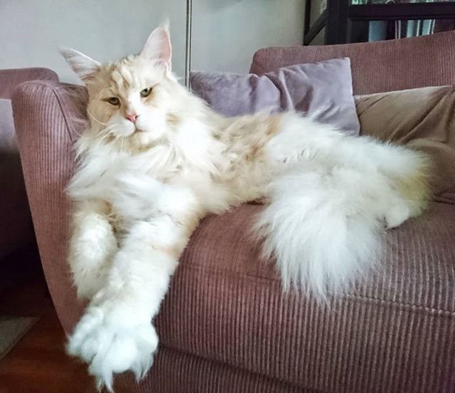 Прикольных котов пост