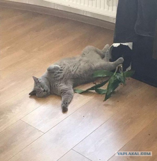 Котовторник 27.11.2018
