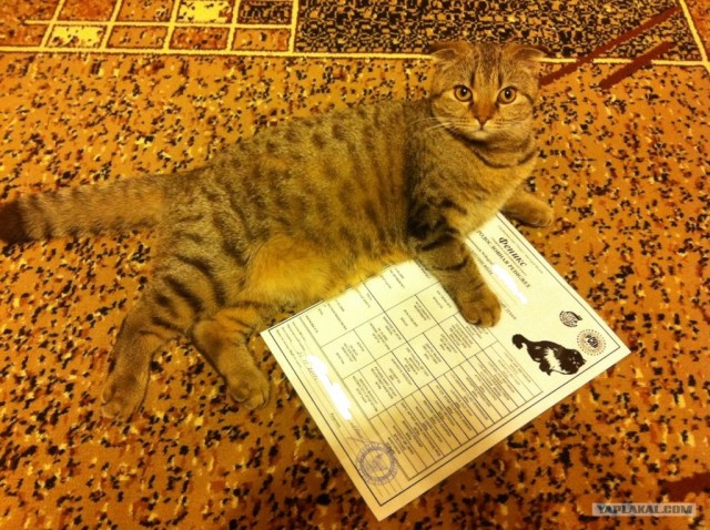 Котовторник 17 января