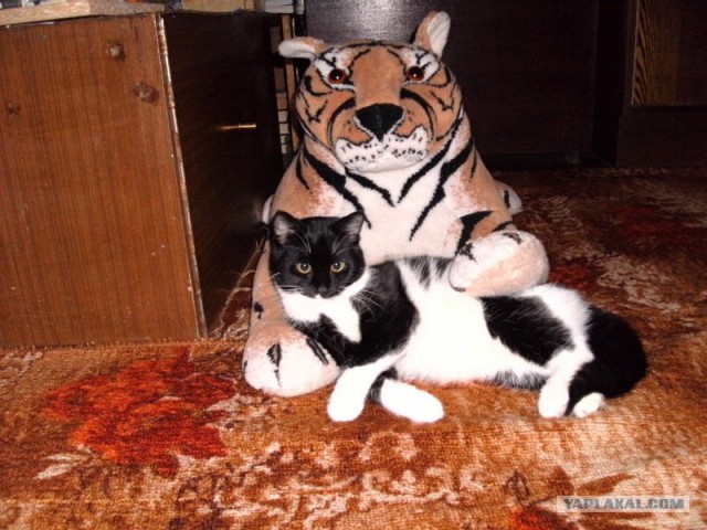 Котовторник (31.01.2012)