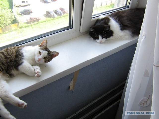 Котовторник (07.02.2012)