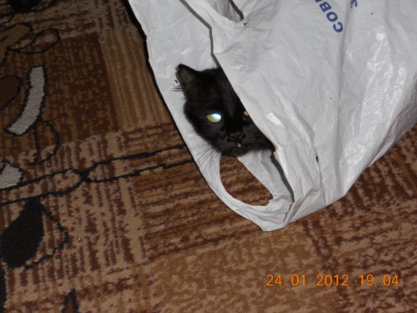 Котовторник (21.02.2012)