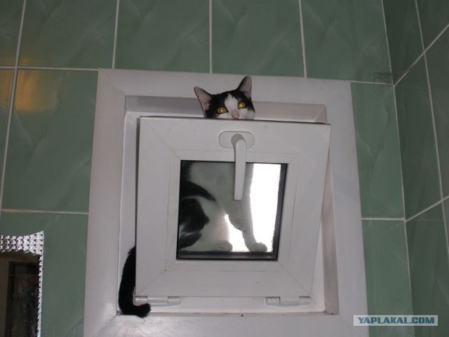 Котовторник 27.03.2012