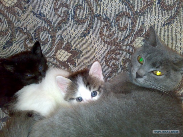Котовторник  от 3.04.2012