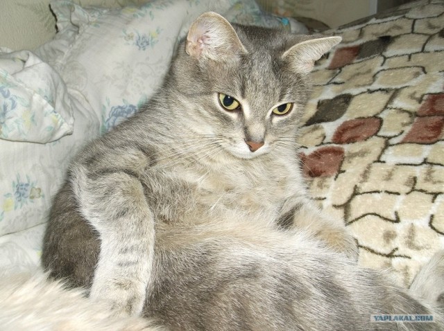 Котовторник 8 мая 2012
