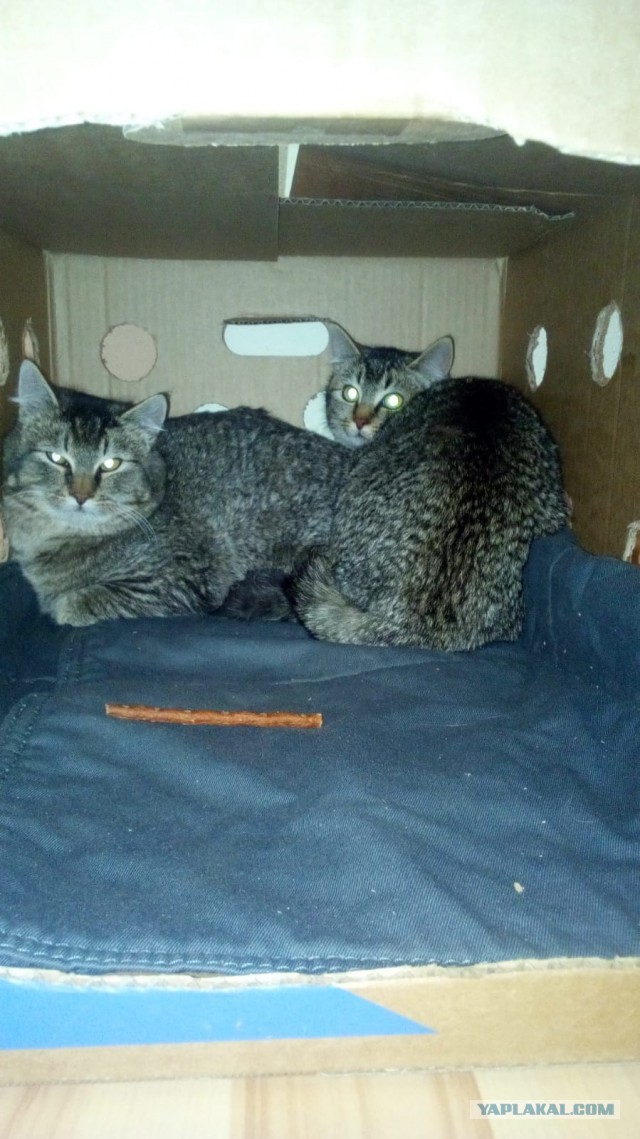 Котовторник 22.01.2019.