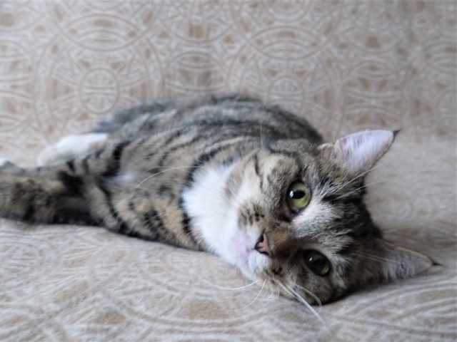 Прикольных котов пост