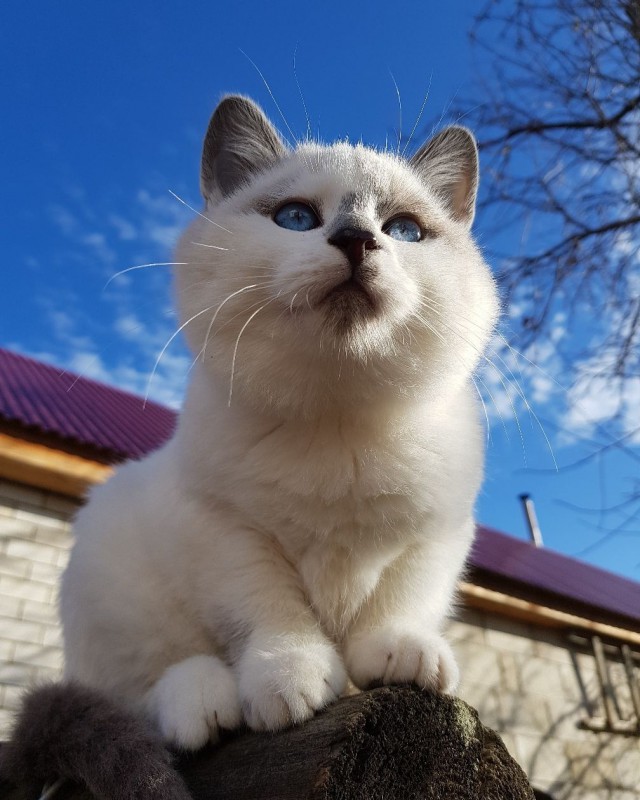 Забавные фото котеек