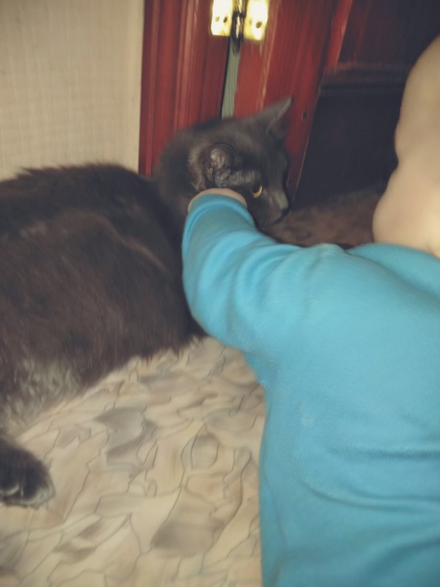 Забавные картинки с котами из сети