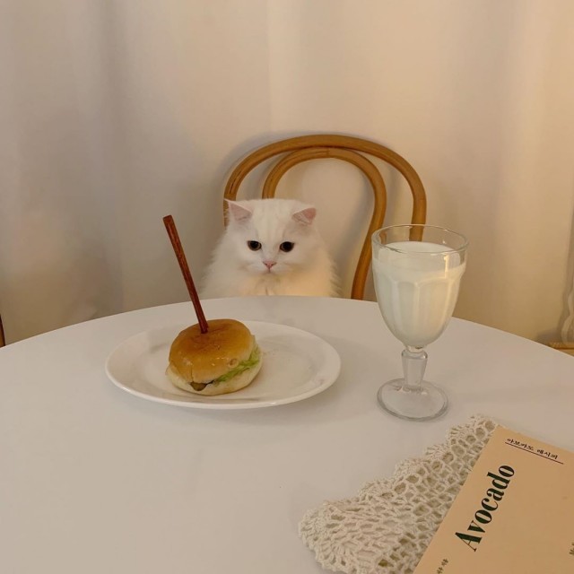Коты из сети