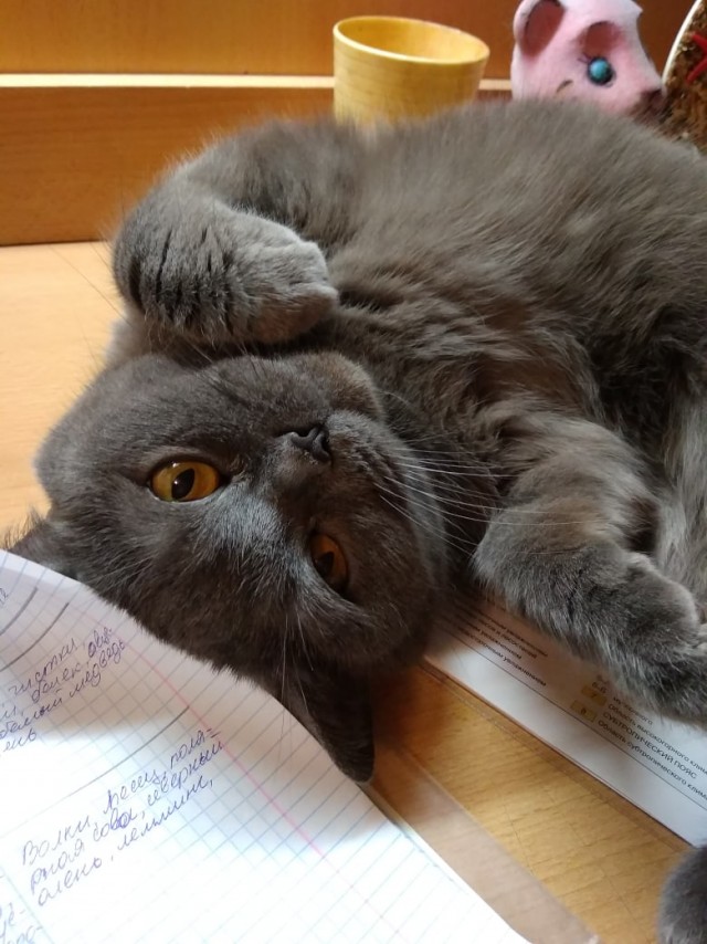 Зверушки