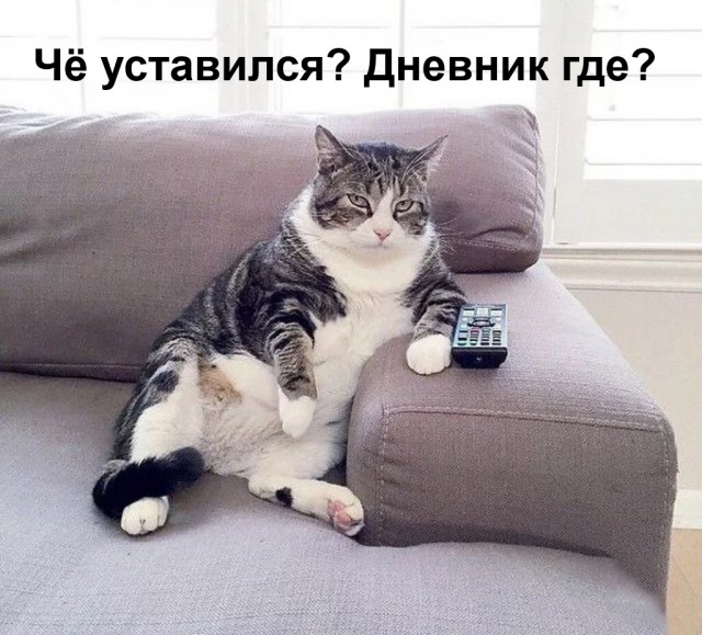 Смешные коты 18.08.20