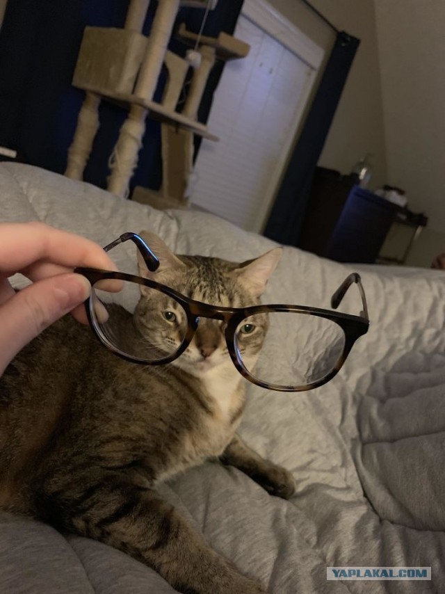 Котовторник?! Коты во вторник!