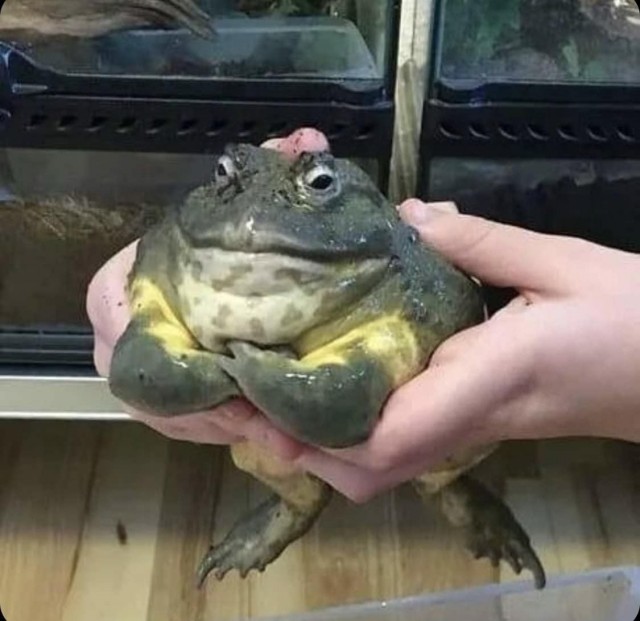 Эти забавные животные