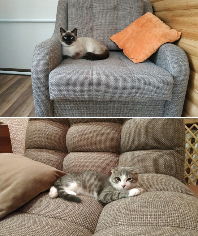 Котовторник. Наша собственная банда