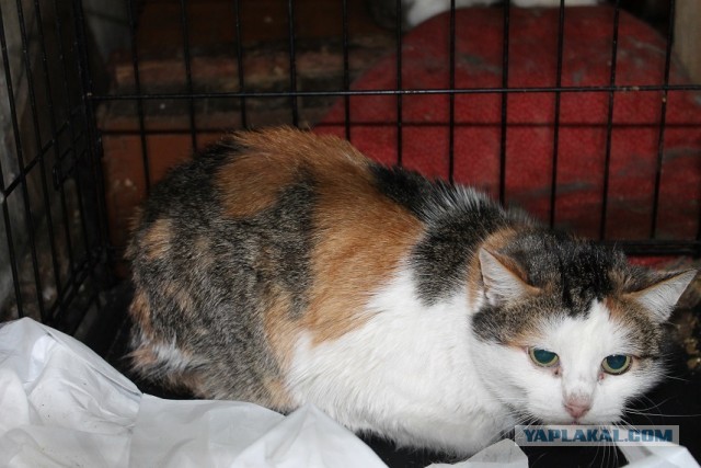 Жизнь домашнего приюта "Котоленд" 269