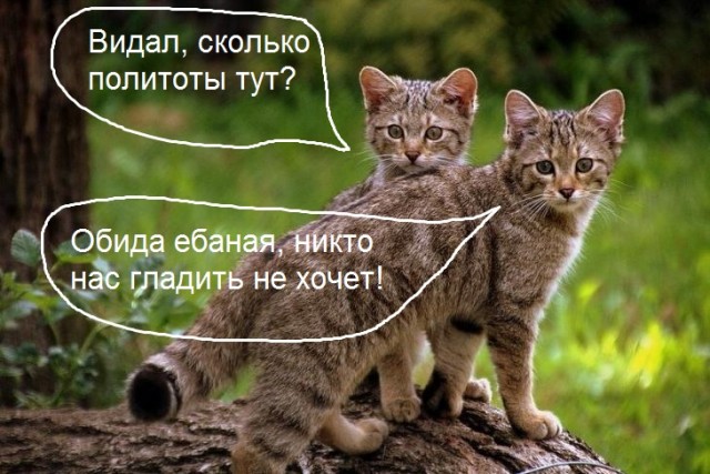 Расчехляем гладильники! - норвежский лесной уже тут