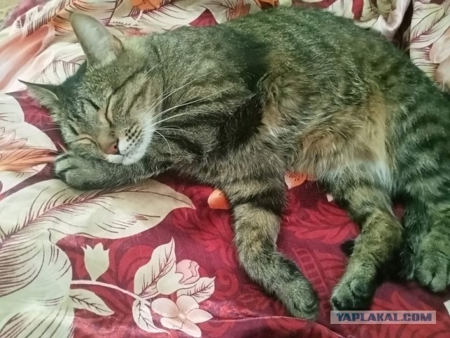 Котовторник!
