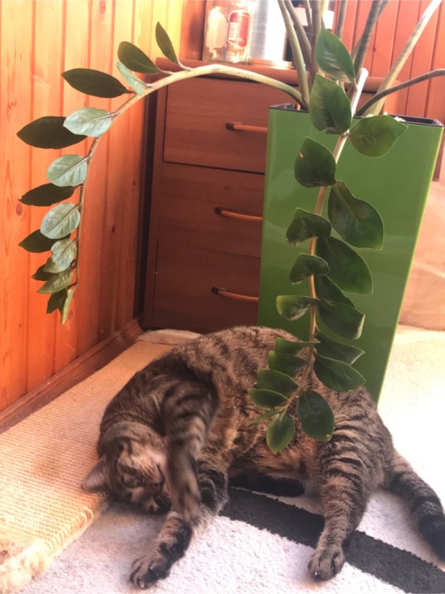 Котовторник же!