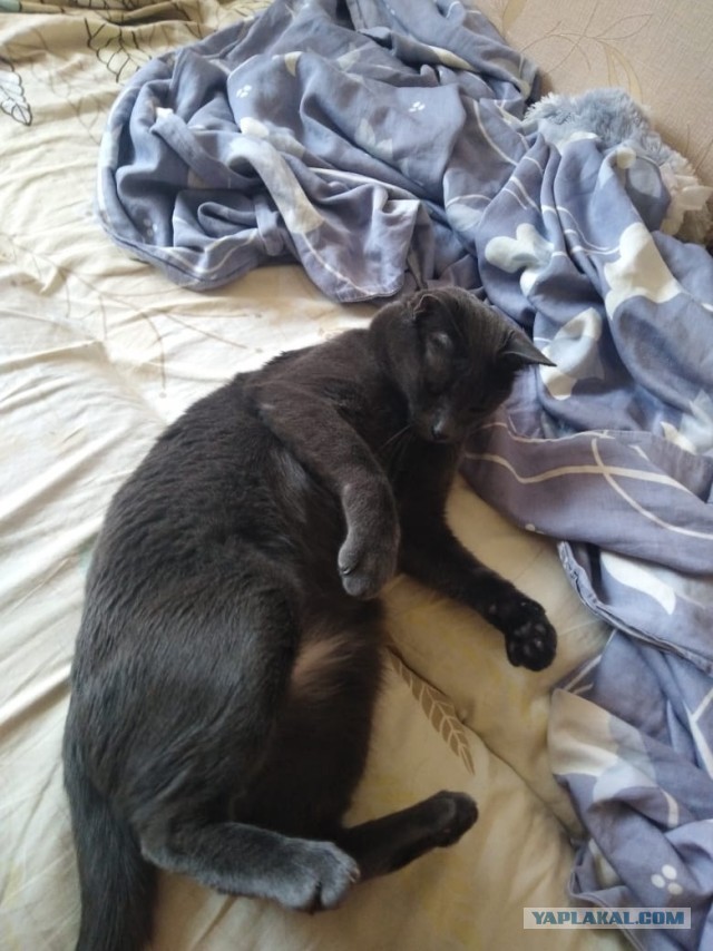 Жизнь домашнего приюта "Котоленд" 283