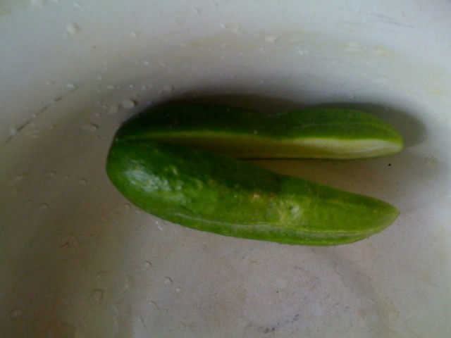 Капуста International, Наступила осень, отцвела капуста...