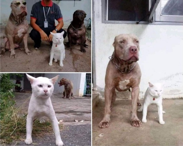 Котики. Разной степени адекватности