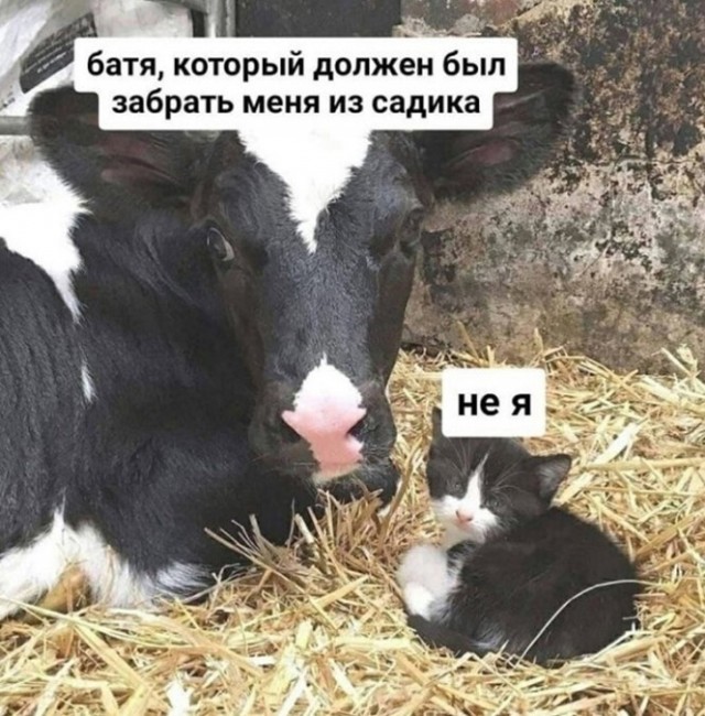 Баянисто-небаянистый юмор 15.11.21