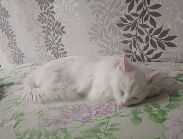 Котовторник так котовторник