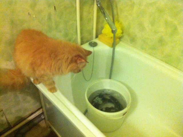 К котовторнику