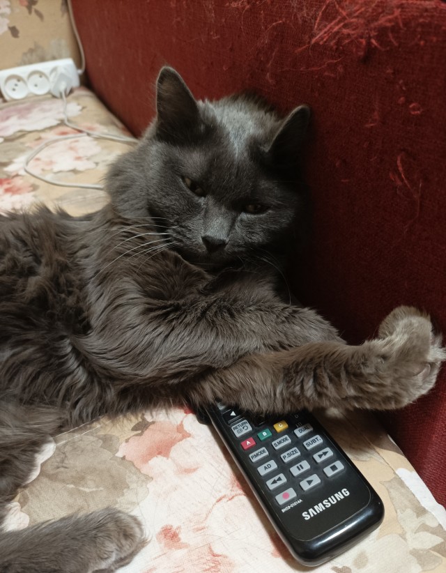 Котовторник. Картинки и буквы 08.02.22