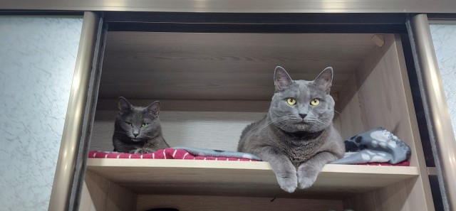 Котовторник.