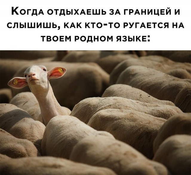 Комментарии и картинки из соцсетей