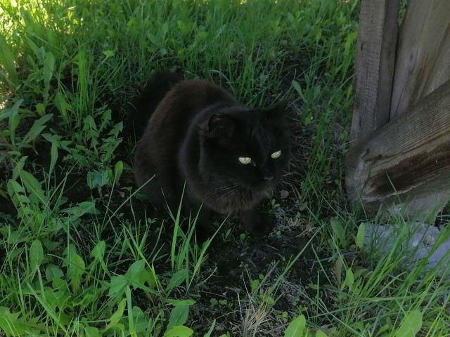 А вот и котовторник 24.05.2022
