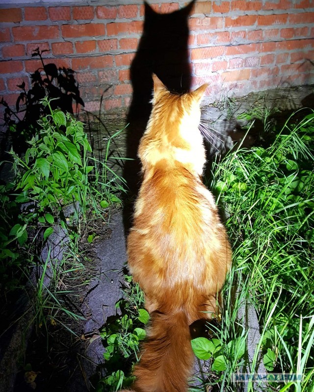 КотоФторник 23.08.22