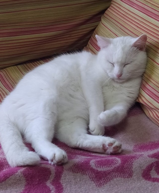 КотоФторник 23.08.22