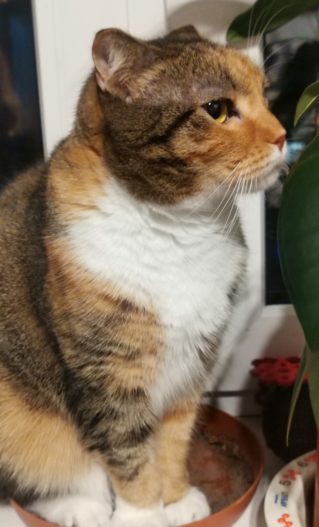 Котовторник 18.10.22