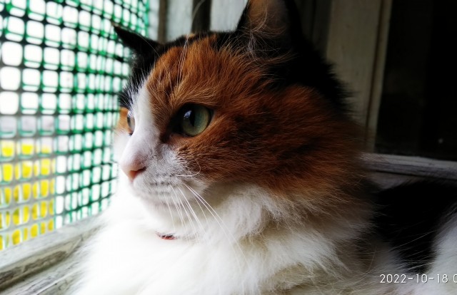 Котовторник 18.10.22