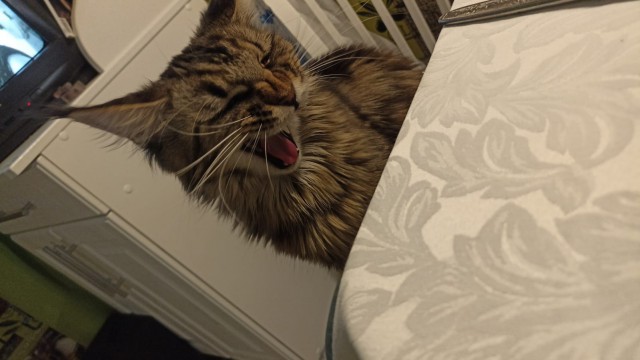 Кошка