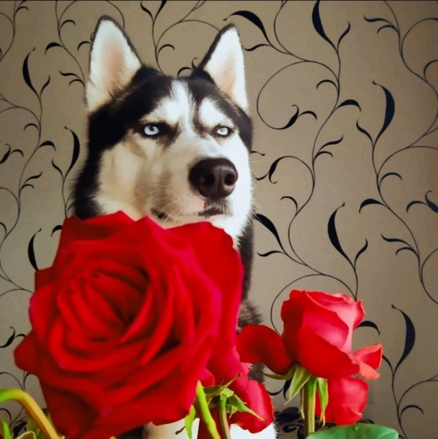 Начинаем собакочетверг!