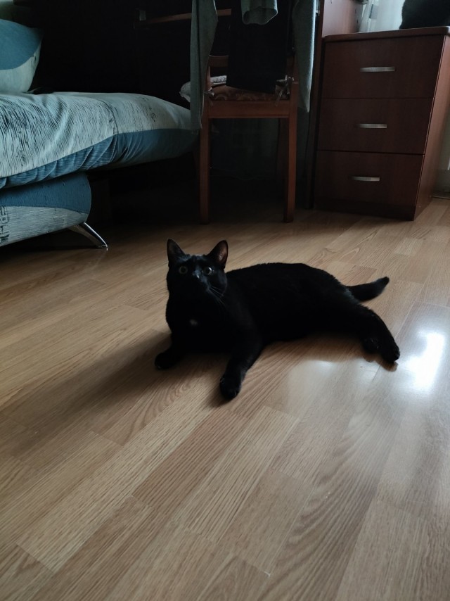 Коты-работяги