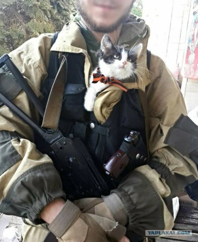 Тактический кот.