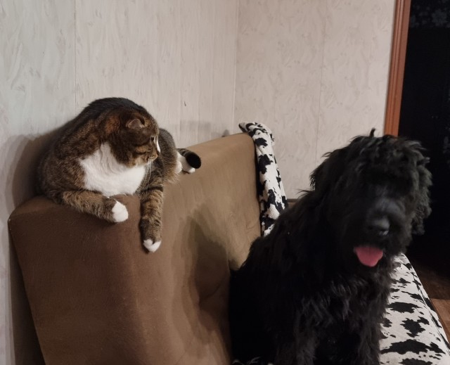 Котофторниг