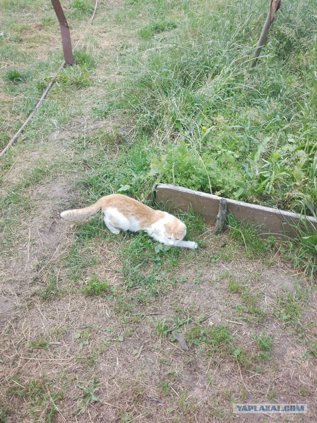 Жизнь домашнего приюта для котеек 454