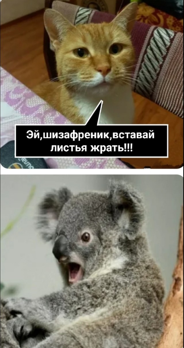 Кошатники, приготовьтесь: австралийские учёные выяснили, что наличие ваших пушистиков в доме увеличивает риск развития шизофрении.