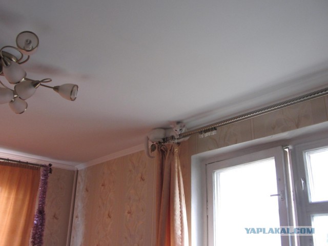 Котовторник 30.04.2013
