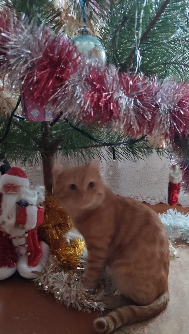 Новогодний кот