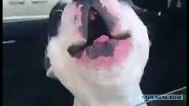Чорный ужос на ночь