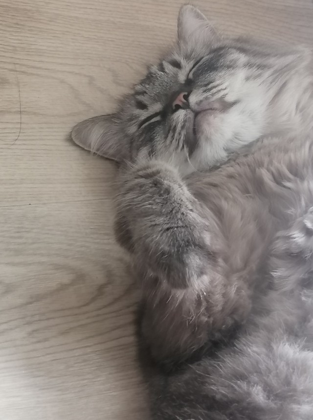 Прикольные морды котов псов к настроению...